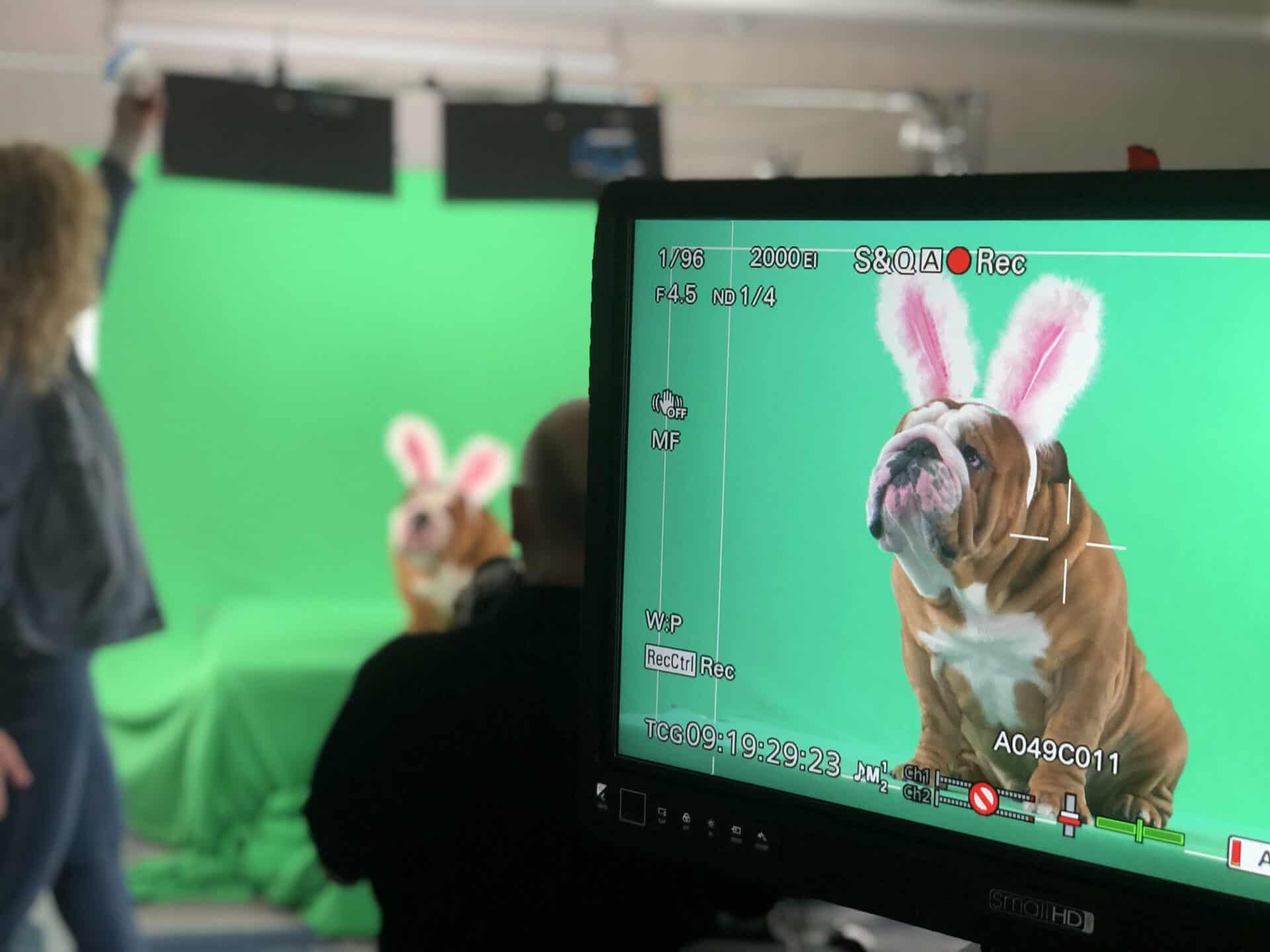 Henri the Bulldog beats PA Contestants for Cadbury Bunny