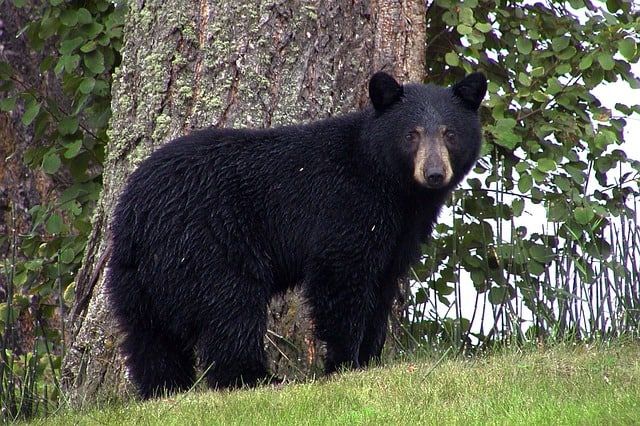 PA's Black Bear Cam is LIVE