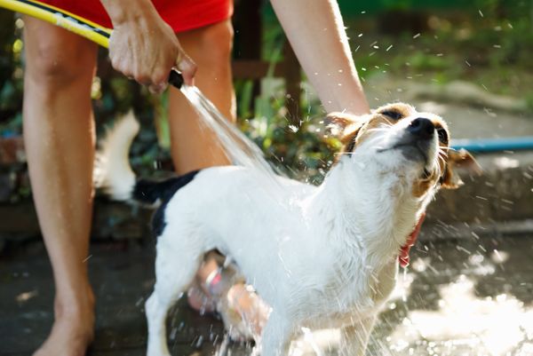 Why Dogs Go Crazy After a Bath