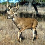 Changes Coming to hunting in PA?