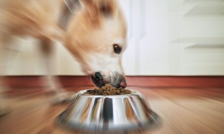 5 Reasons Why Your Dog Is Always Hungry