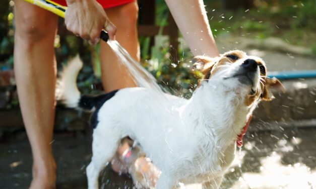 Why Dogs Go Crazy After a Bath